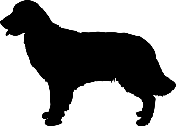 silhouette of a golden retriever