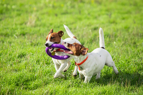 The image shows two small dogs, one brown and one white, running on a grassy field. The brown dog is holding a purple frisbee in its mouth and appears to be playing with it. The white dog is running ahead of the brown dog, with its tail wagging. Both dogs are wearing red collars around their necks. The background is blurred, but it seems to be a sunny day with green grass and trees.