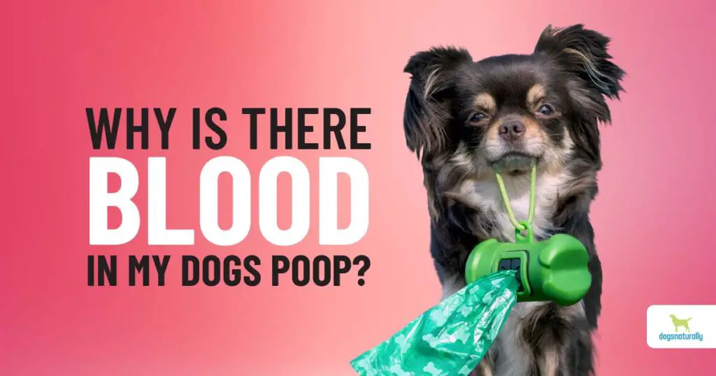 blood-in-dog-stool-here-s-what-to-do-k9-pie