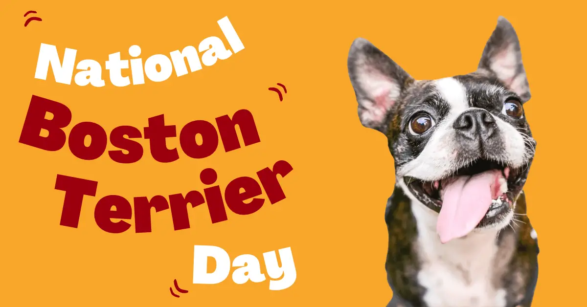 National Boston Terrier Day 2023 The Unstoppable Cuteness of the