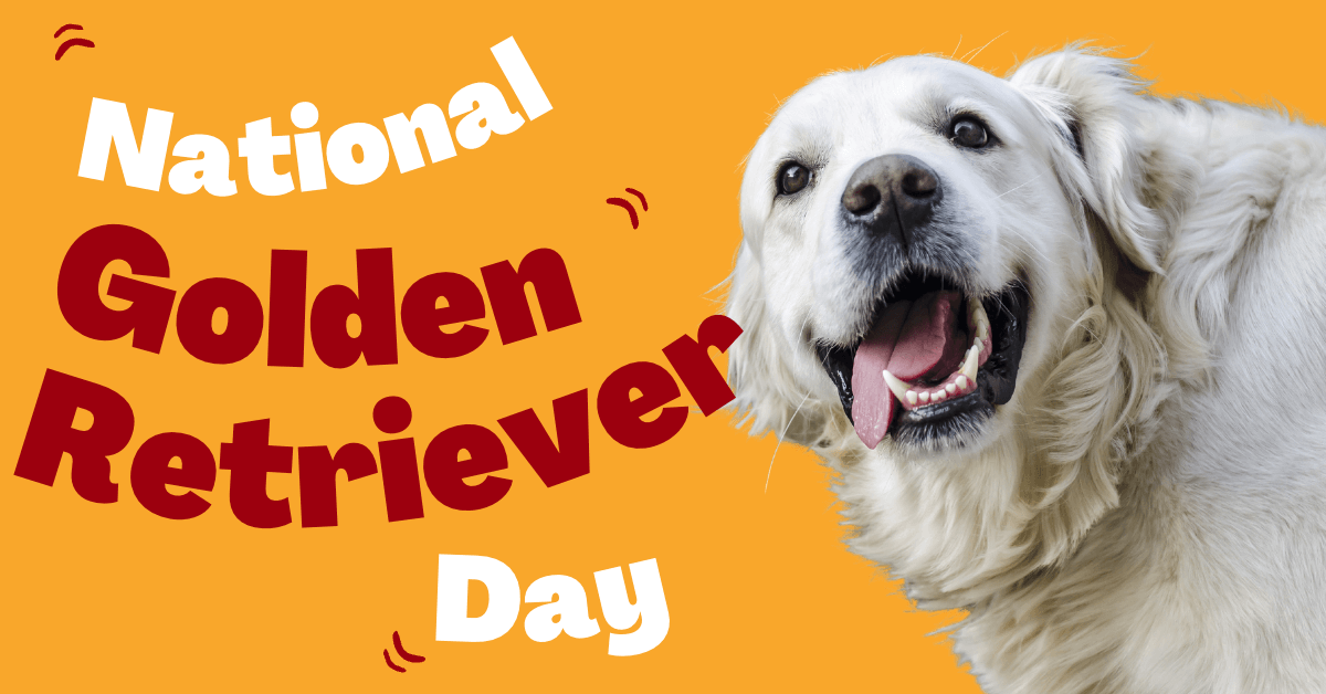 National Golden Retriever Day is Here Unleash the Joy and Celebrate