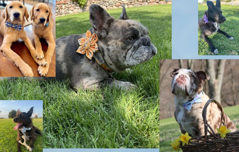 Multiple dogs wearing Waggy Pups collars