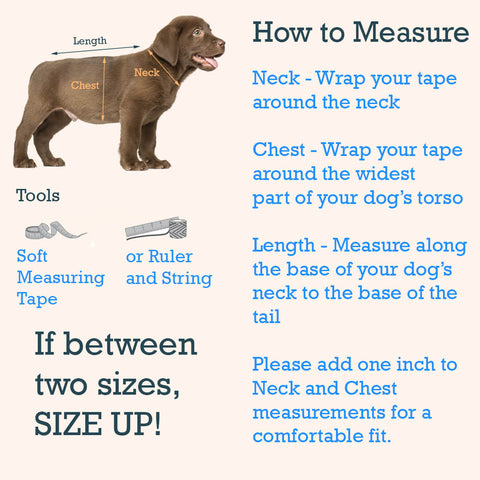 How to measure your dog for a collar