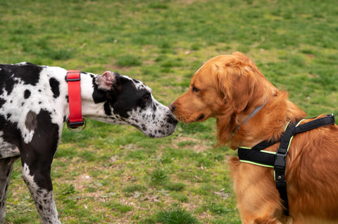 The image shows two dogs, one black and white spotted Dalmatian and the other golden retriever, standing on a grassy field. The Dalmatians are facing each other and appear to be engaged in a playful interaction. The dog on the left is wearing a red collar and is looking at the other dog with a curious expression. The Golden Retriever is sitting on the right side of the image, with its head tilted slightly to the side and its ears perked up. Both dogs are wearing harnesses and are looking at each other closely. The background is blurred, but it appears to be a park or garden with trees and shrubs.