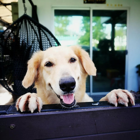 The image is a close-up of a golden retriever dog's face and paws. The dog is resting its head on a black railing, with its tongue hanging out and its eyes looking directly at the camera. The background is blurred, but it appears to be a porch or patio with a hanging chair and a window. The overall mood of the image is peaceful and relaxed.