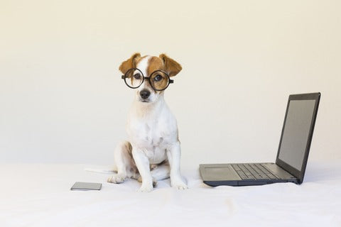 The image shows a small dog sitting on a white bed with a laptop on the right side. The dog is a Jack Russell Terrier with brown and white fur and is wearing round glasses with black frames. It is looking directly at the camera with a curious expression. On the left side of the bed, there is a small black phone lying next to the laptop. The background is plain white.