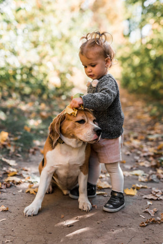 The image shows a young girl, probably around 2-3 years old, standing on a dirt path in a wooded area. She is wearing a gray sweater, pink shorts, and black shoes. The girl is holding a yellow leaf in her hand and is petting a brown and white dog, which appears to be a beagle, on the ground. The dog is looking up at the girl with a curious expression. The ground is covered in fallen leaves, and there are trees and bushes in the background. The overall mood of the image is peaceful and serene.
