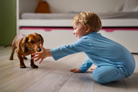 The image shows a young child, probably around 2-3 years old, sitting on the floor in a bedroom. The child is wearing a blue striped pajama set and is reaching out to touch a brown dachshund dog. The dog is standing on its hind legs and appears to be looking at the child with a curious expression. In the background, there is a white bunk bed with pink drawers and a green wall. The floor is made of light-colored wood.