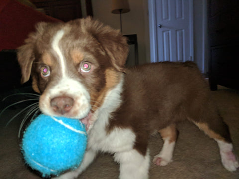 The image shows a brown and white puppy standing on a carpeted floor in a living room. The puppy is holding a blue ball in its mouth and is looking directly at the camera with a curious expression. Its fur is fluffy and brown, and its eyes are wide open, as if it is about to take a bite out of the ball. In the background, there is a red couch and a white door.
