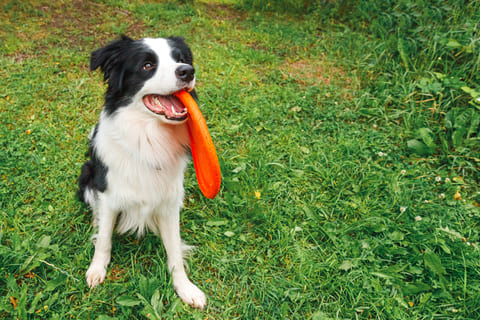 The image shows a black and white dog sitting on a grassy lawn. The dog is holding an orange frisbee in its mouth and appears to be panting. It is looking up at the camera with its mouth slightly open. The grass is green and there are a few small yellow flowers scattered around. The background is blurred, but it seems to be a garden or park.