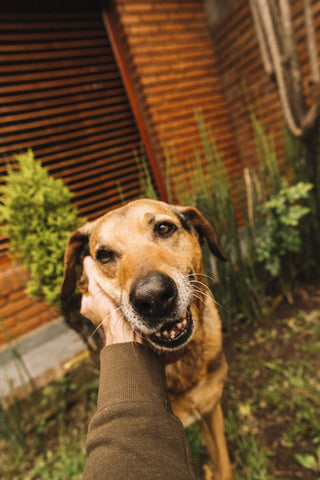 The image shows a close-up of a dog's face. The dog appears to be a medium-sized breed with a brown coat. It is looking directly at the camera with its mouth slightly open, as if it is about to bark. In the foreground, there is a person's hand gently petting the dog's head. The background shows a brick wall and some greenery. The overall mood of the image is playful.