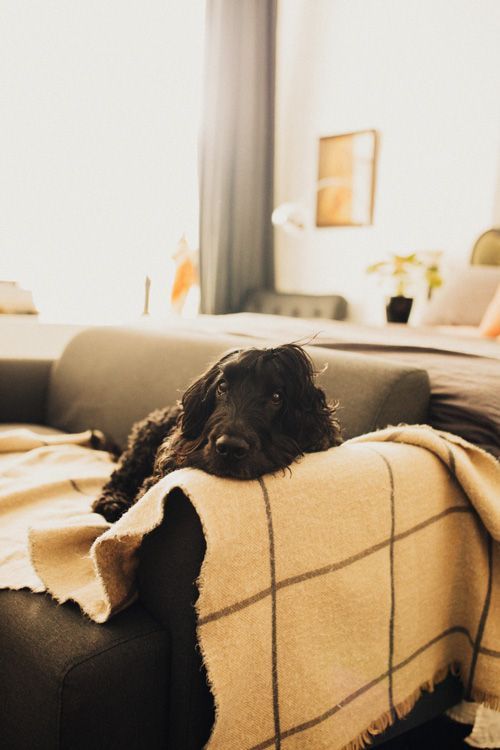 pet friendly travel maison maffra