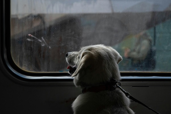 A Dog Looking out the Window in a Train