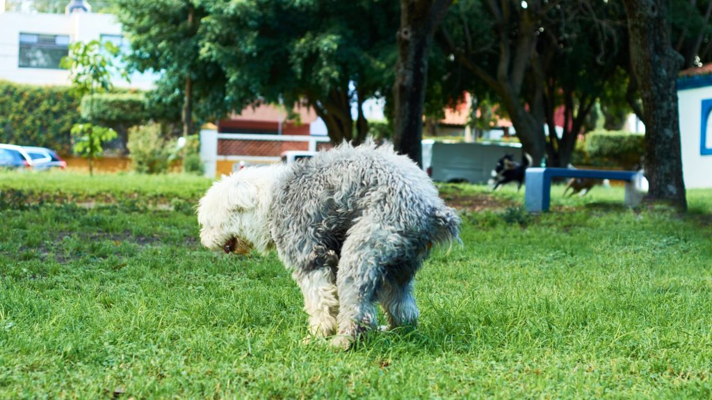 old english sheepdog puppy squatting to poop in a park