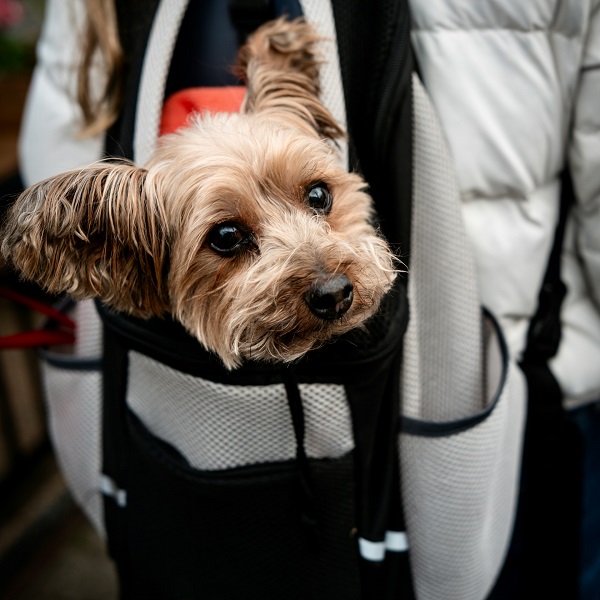 dog in a carrier - travelling by air