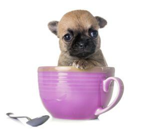 Teacup dogs push small dog sizes to an unhealthy extreme.