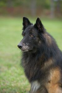 A young dog with a graying muzzle possibly suffer from vitiligo.