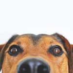 brown dog with a curious expression looking straight at the camera, caught in the act