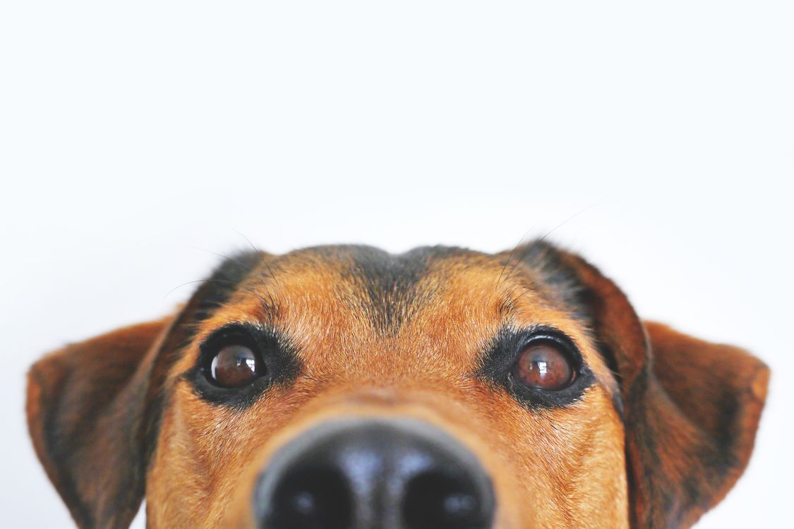 brown dog with a curious expression looking straight at the camera, caught in the act