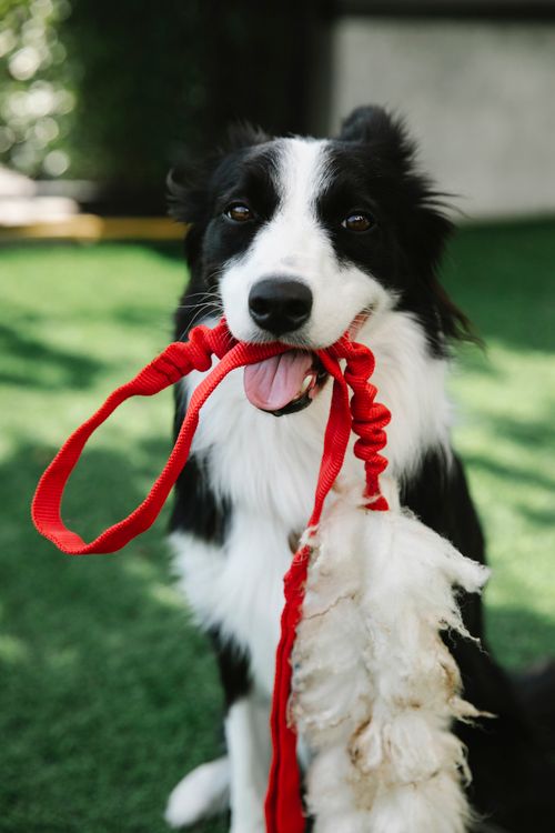 border collie holding its leash in its mouth with a silly grin