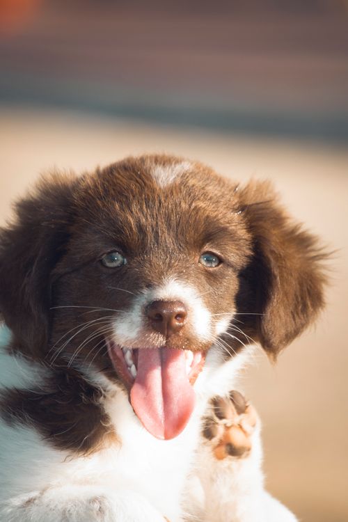 border collie puppy with mouth open showing a paw