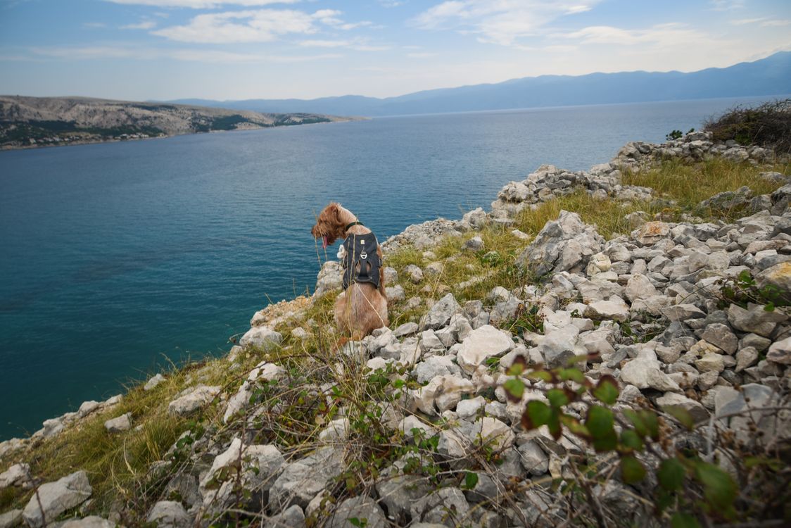 Golden retriever wearing a hiking backpack while exploring a rocky coastline