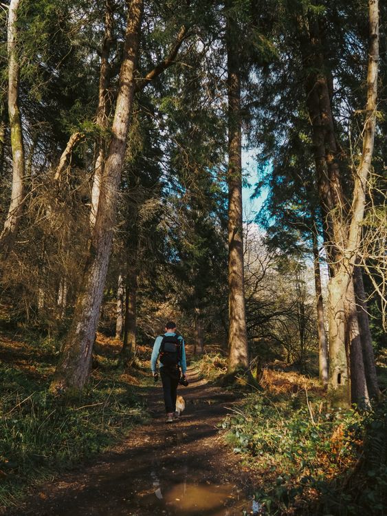 Corgi hiking with its owner along a sunlit forest path