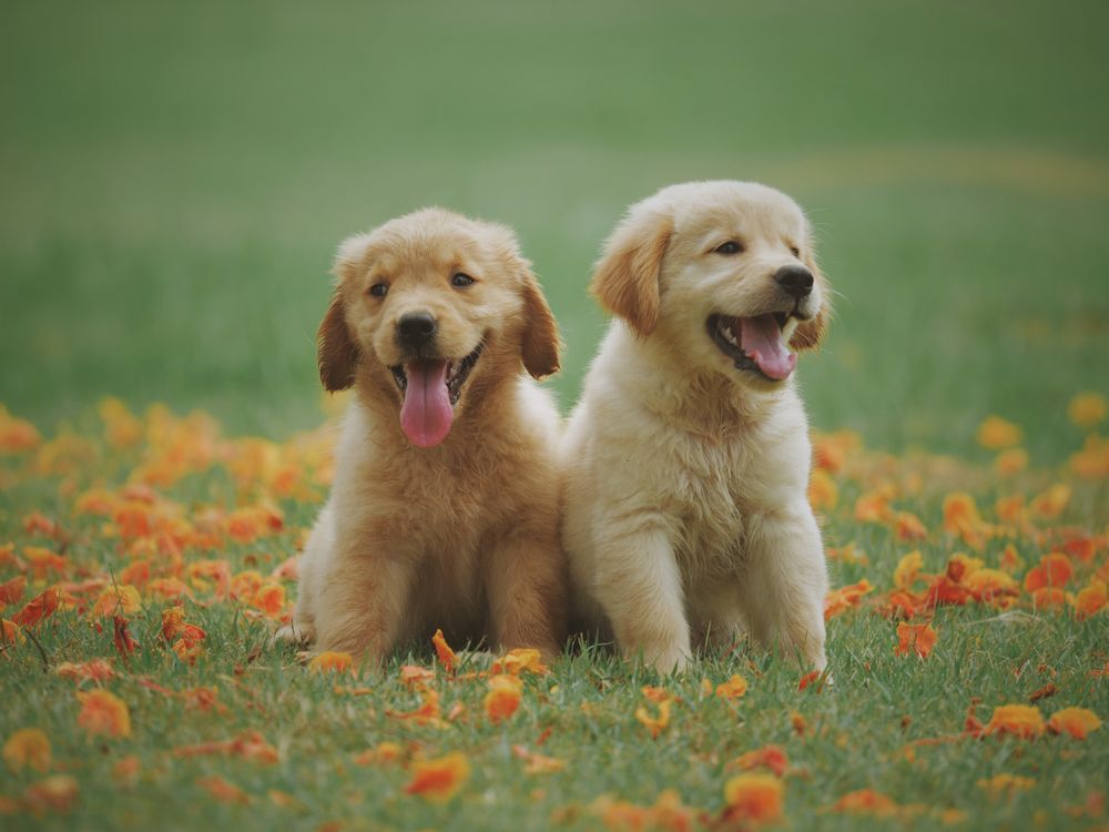 golden retriever puppies sitting in a field of flowers