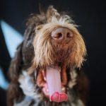 wirehaired dog caught mid yawn with tongue out