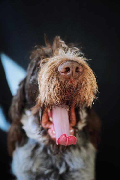 wirehaired dog caught mid yawn with tongue out