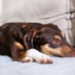 calm brown dog lying on a couch at home