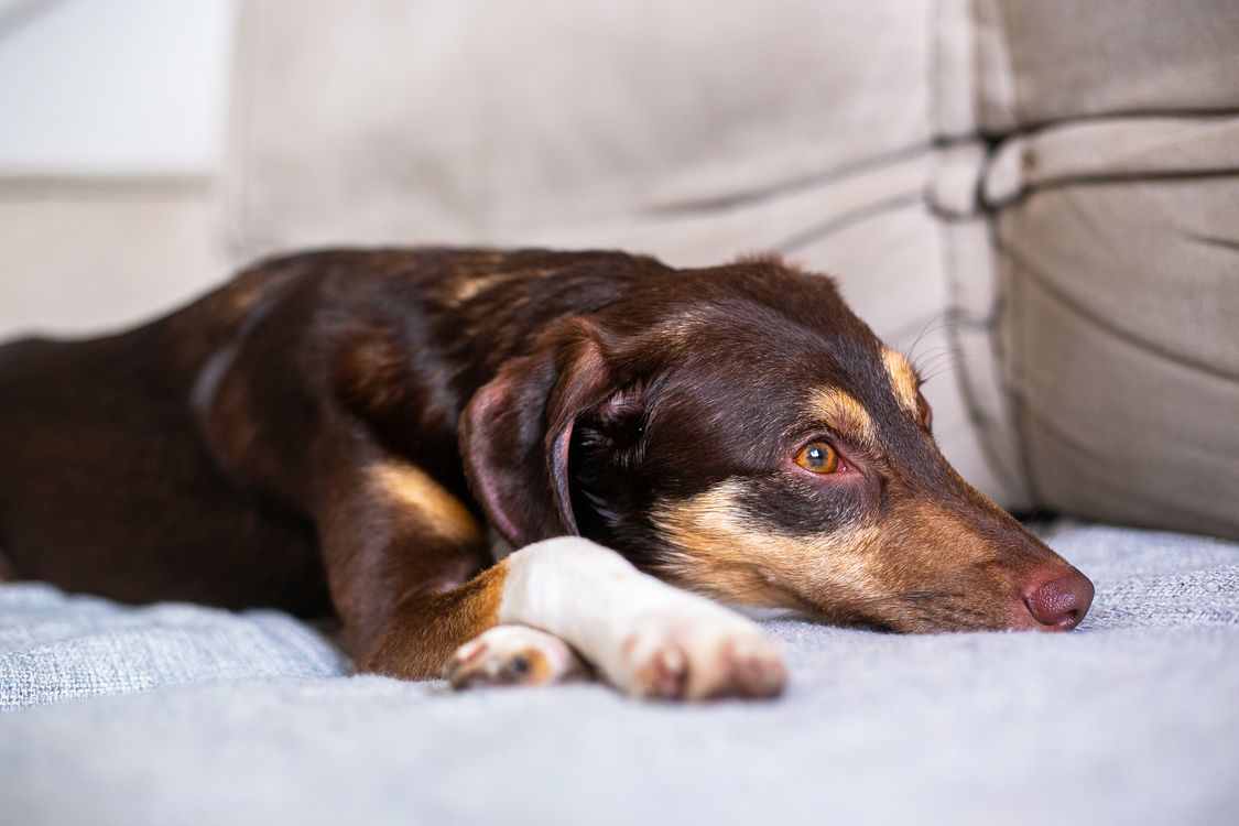 calm brown dog lying on a couch at home
