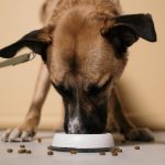brown dog eating kibble from a white bowl