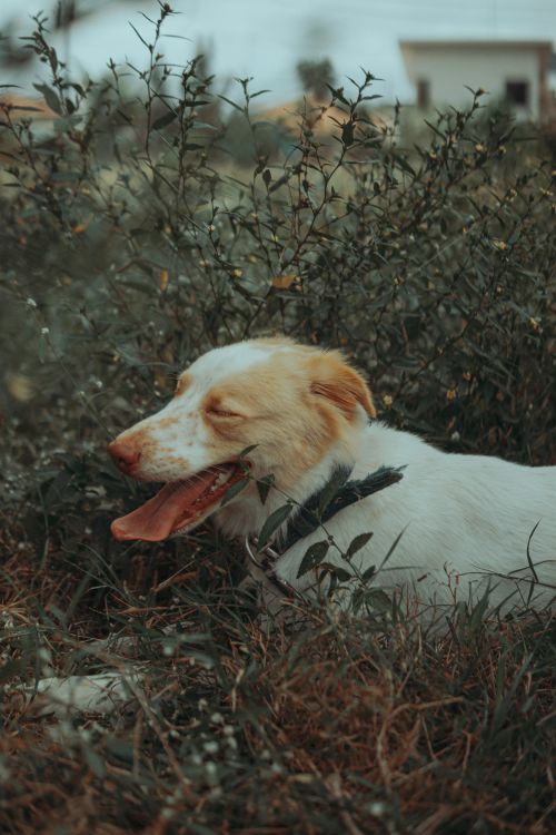 relaxed dog lying in the grass with its tongue out