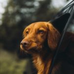 dog looking out the car window