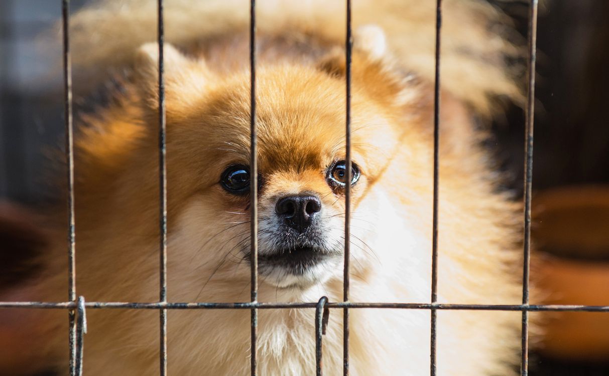Brown puppy waiting inside a shelter kennel