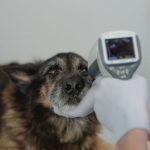 veterinarian examining a dog during a clinic checkup