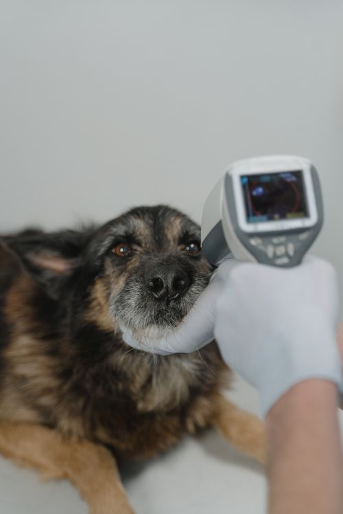 veterinarian examining a dog during a clinic checkup