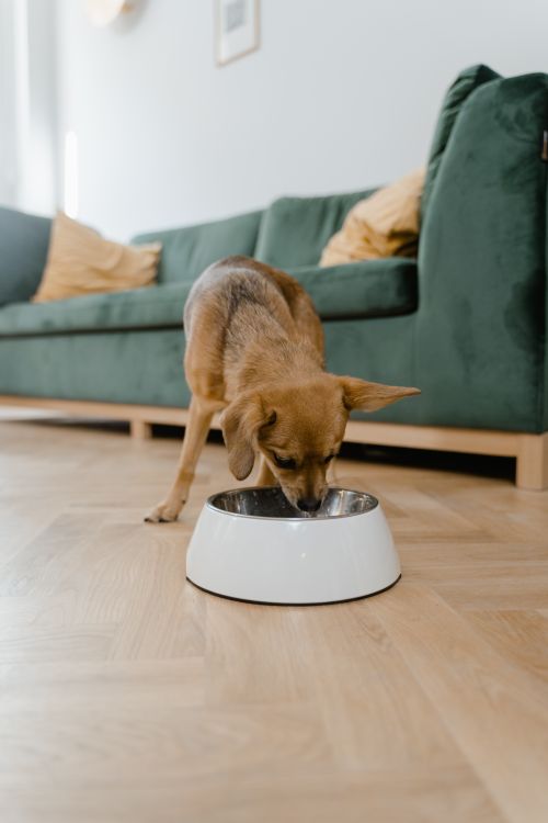 Small dog eating kibble from a bowl on a living room floor