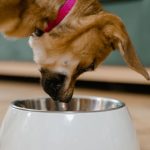 Canned dog food, reminder to check lot numbers after a recall