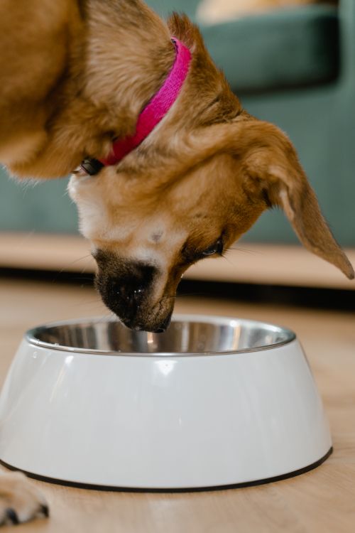 Canned dog food, reminder to check lot numbers after a recall