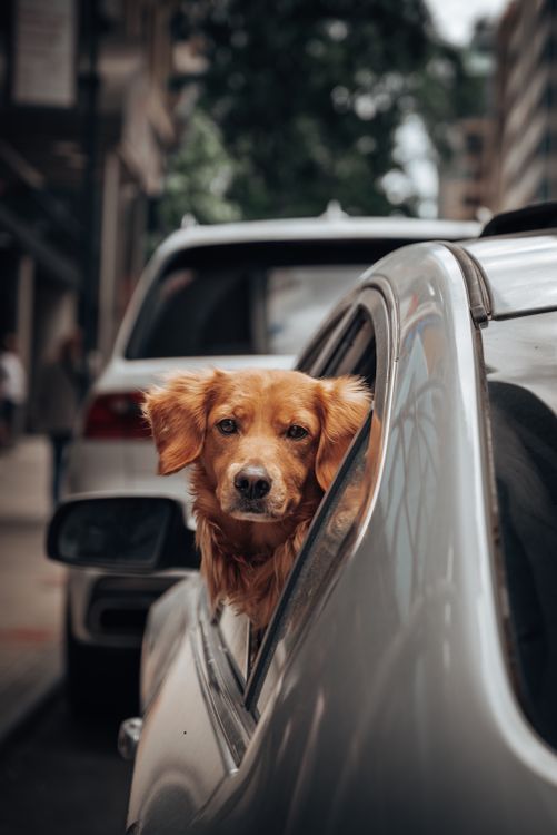 golden retriever riding in a car