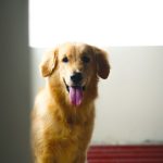 happy golden retriever with tongue out, looking deep in thought