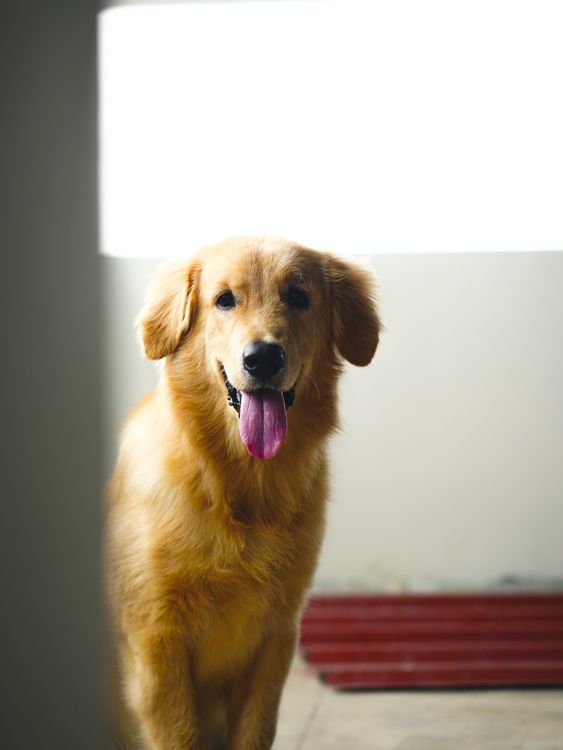 happy golden retriever with tongue out, looking deep in thought