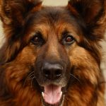 German shepherd standing outdoors with an alert expression