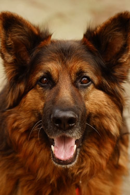 German shepherd standing outdoors with an alert expression