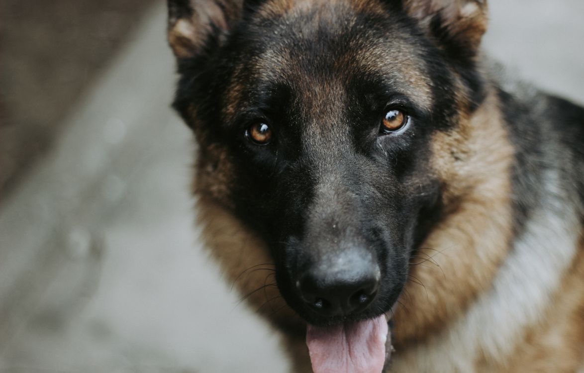 Close-up portrait of a German shepherd looking at the camera