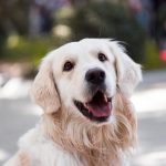 Happy golden retriever showing classic signs of a content dog