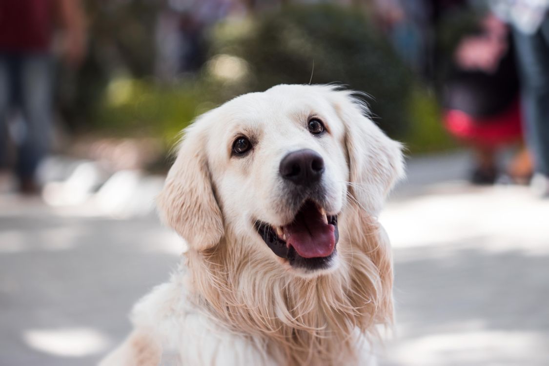 Happy golden retriever showing classic signs of a content dog