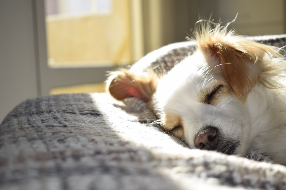 Tan and white dog sleeping peacefully on a gray blanket